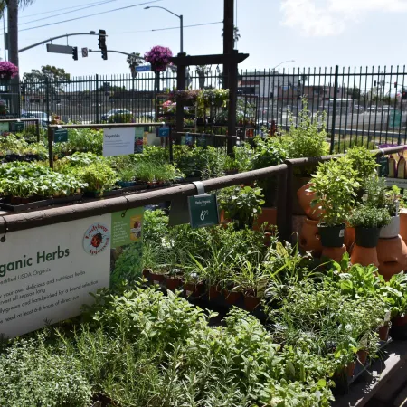 Organic herb plants for sale at a garden center with price tags and signs on a sunny day.