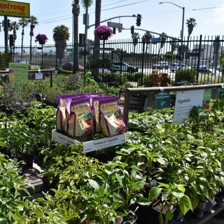 Outdoor garden center display with various vegetable seedlings and E.B. Stone organic fertilizer bags under bright sunlight.