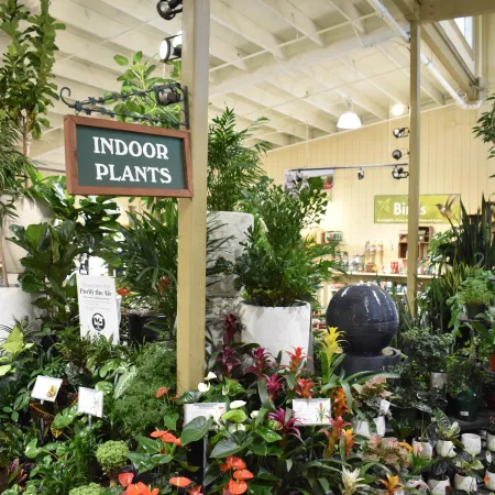Indoor plants display with diverse green foliage and potted flowers in a garden center under wooden beams.
