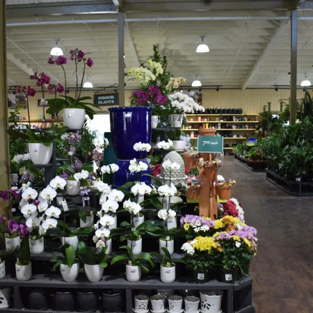 Indoor nursery display of white and purple orchids, colorful flowers, and green plants in pots under bright lights.