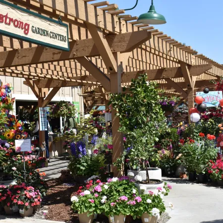 Outdoor garden center with colorful flowers and plants displayed under wooden pergola at Armstrong Garden Centers.