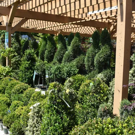 Outdoor nursery with various shaped topiary plants under a wooden pergola on a sunny day