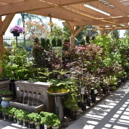 Outdoor plant nursery under wood pergola with potted trees, shrubs, and water fountain features in sunlight.