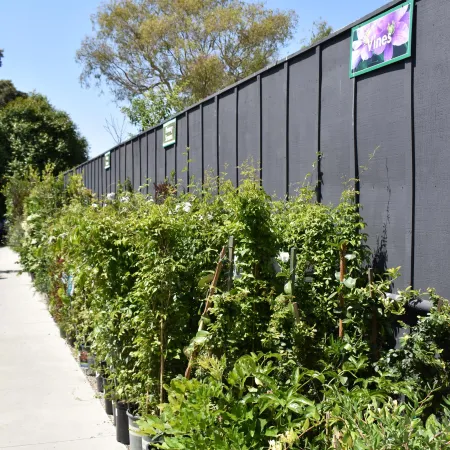 Rows of green potted vine plants lined up beside a black fence under clear blue sky.