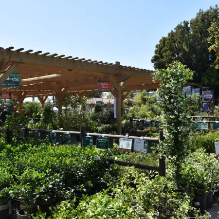Outdoor nursery with wooden pergola, lush green shrubs, potted plants, and signage under bright sunlight.