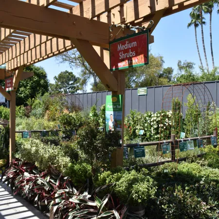Outdoor garden center with medium shrubs under wooden pergola and clear blue sky on sunny day.