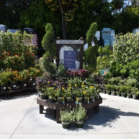 Outdoor garden center display with diverse flowering and green potted plants under bright sunlight.