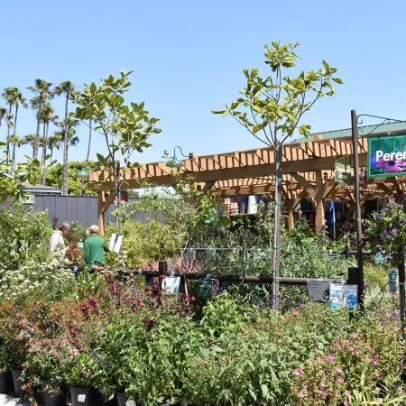Outdoor garden center with diverse perennial plants and flowers under a clear blue sky with palm trees.