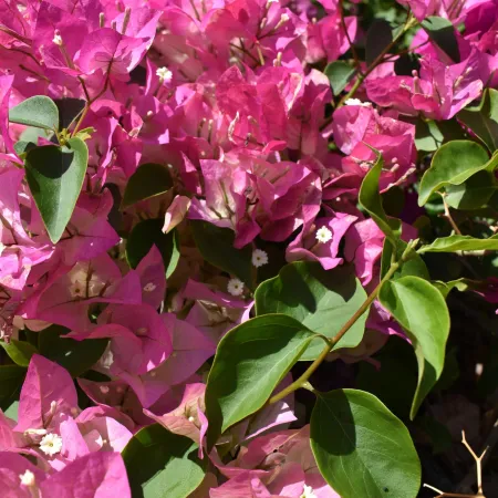 Close-up of vibrant pink bougainvillea flowers with green leaves in natural sunlight.