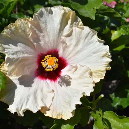 White hibiscus flower with a deep red center and yellow stamen surrounded by green tropical leaves.