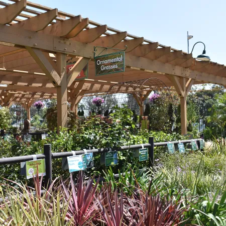 Outdoor nursery section with ornamental grasses and plants under a wooden pergola on a sunny day.