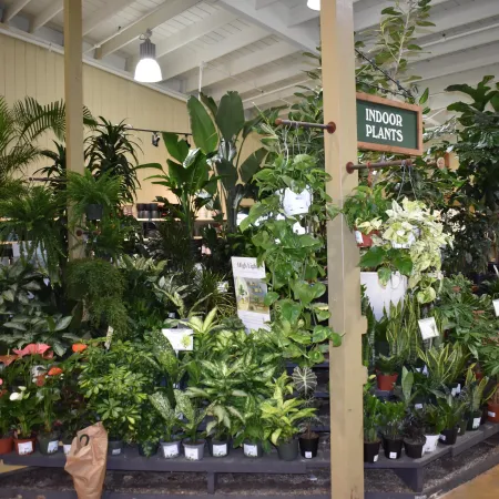 Indoor plant section in a store with diverse lush green potted plants neatly arranged on shelves.