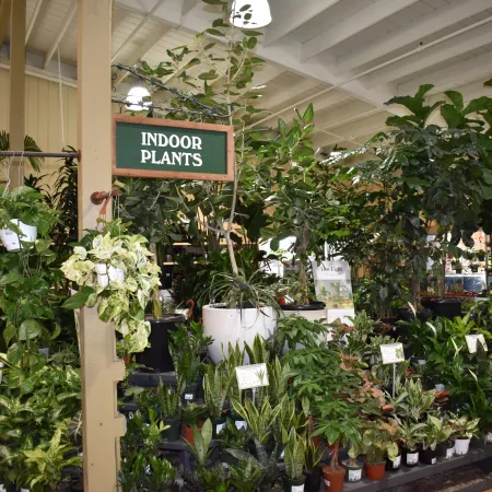 A variety of lush green indoor plants displayed inside a bright garden shop under white ceiling beams.