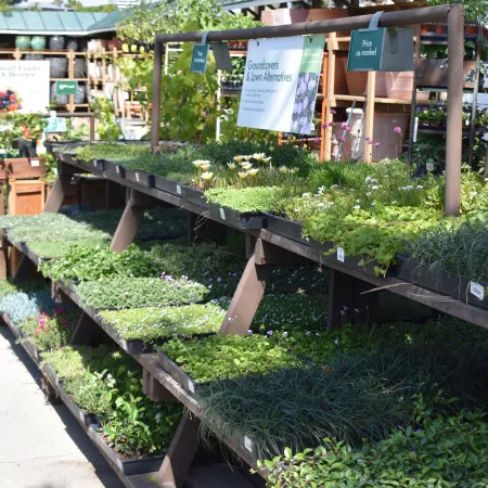 Outdoor nursery display of various groundcovers and lawn alternative plants on wooden shelves under sunlight.