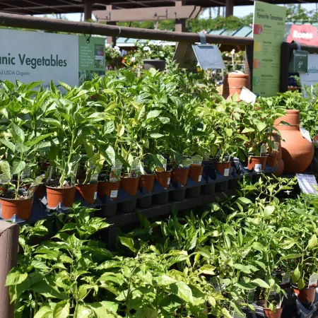 Rows of potted organic vegetable plants displayed in a garden center under sunlight with informational signs.