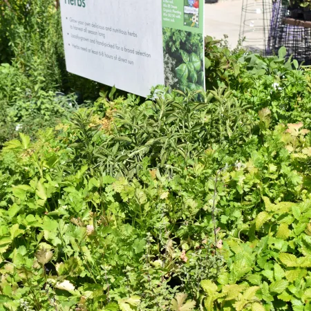 Green herb plants growing densely under a garden center sign about herbs and gardening tips.