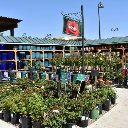 Outdoor garden center display of potted rose plants with colorful ceramic pots on shelves under a green roof.