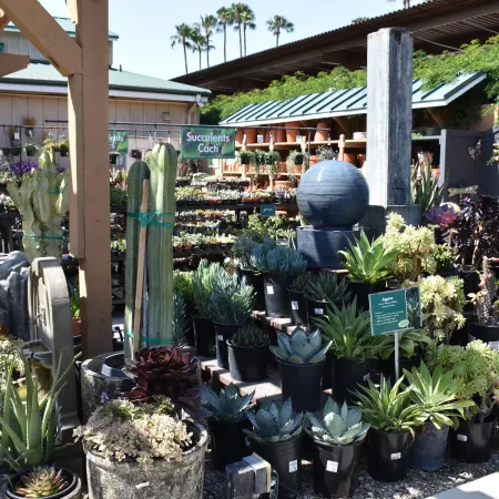 Outdoor succulent and cactus nursery with a variety of potted plants displayed under wooden pergola and shade structures.