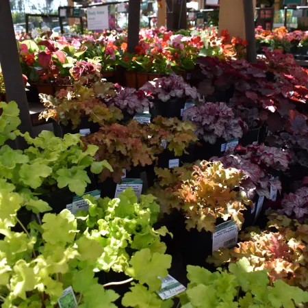 Colorful potted foliage plants in shades of green, orange, red, and purple displayed on shelves in a garden center.