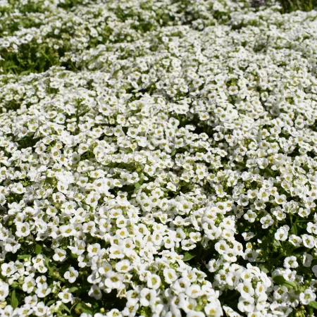 Dense cluster of small white flowers covering green foliage in bright natural light outdoors.