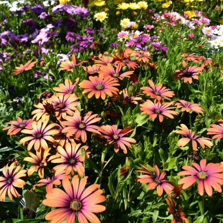 Bright orange, purple, yellow, and white daisy flowers blooming in a vibrant garden bed under sunlight.