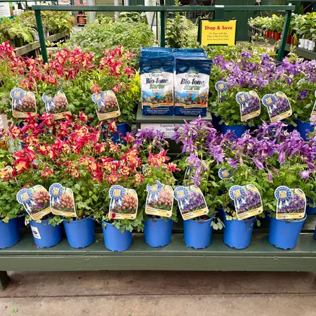 Red and purple blooming flowers in blue pots displayed on a green wooden table at a garden center.