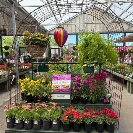 Colorful flowers and plants arranged under a metal arch inside a bright greenhouse nursery.