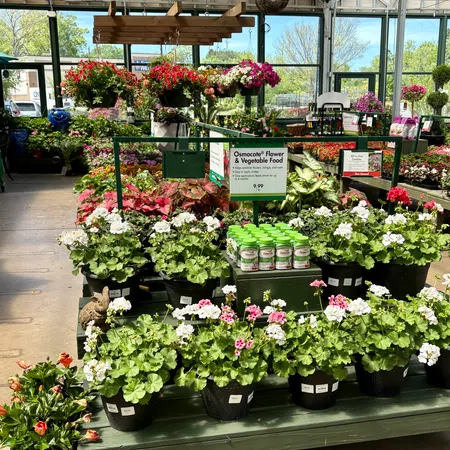 Indoor garden center display with potted flowering plants and Osmocote plant food under glass ceiling.