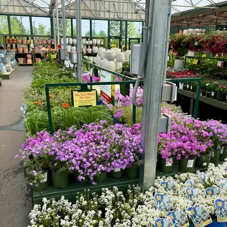 Colorful pink and white flowering plants displayed in pots inside a greenhouse garden center.