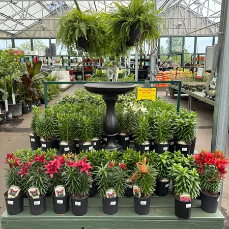 Potted flowering plants and ferns displayed on tables with a birdbath in a sunlit greenhouse nursery.