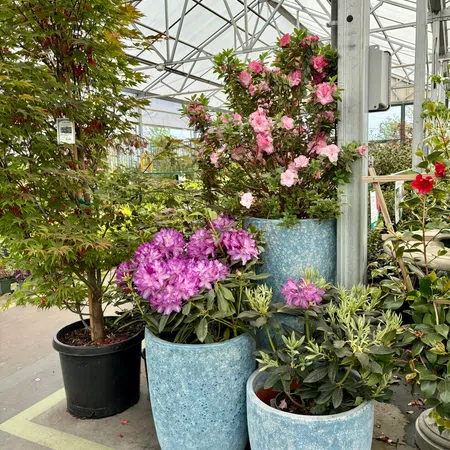 Three light blue ceramic pots with vibrant pink and purple flowers on greenhouse floor near green plants.