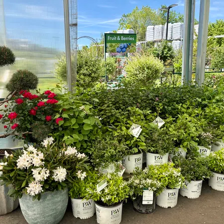 Potted fruit and berry plants arranged under a greenhouse sign with vibrant green leaves and flowers.