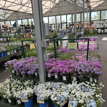 Potted white and purple flowers displayed in a greenhouse nursery with metal framework and large windows.