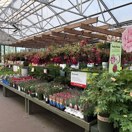 Indoor garden center with hanging fuchsia flowers and tables of potted perennials under greenhouse roof.