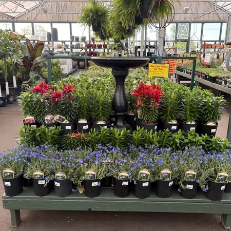 Display of various potted flowering plants including red lilies and blue lobelia in a garden center greenhouse.