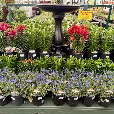 Display of red and purple flowering plants in black pots arranged around a black pedestal planter at a garden center.