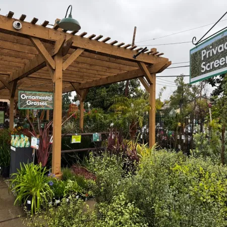 Wooden pergola over garden center aisle with ornamental grasses and privacy screen plants on a cloudy day