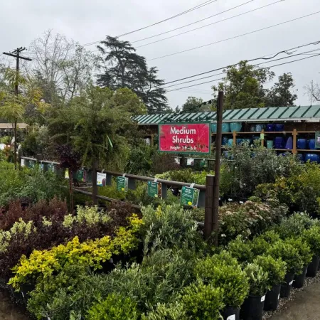 Outdoor garden center on a rainy day with rows of medium and tall shrubs in pots and hanging signs.
