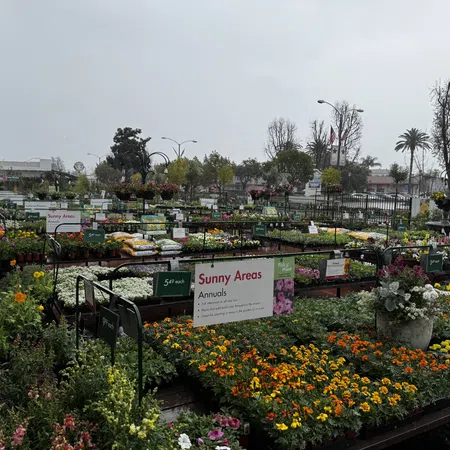 Outdoor garden center with various colorful annual flowers displayed for sunny areas under overcast sky.