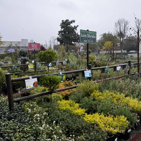 Outdoor garden center with various shrubs and plants organized by size under cloudy sky