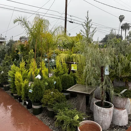 Outdoor nursery with diverse potted palms and conifer plants on wet pavement under cloudy sky.