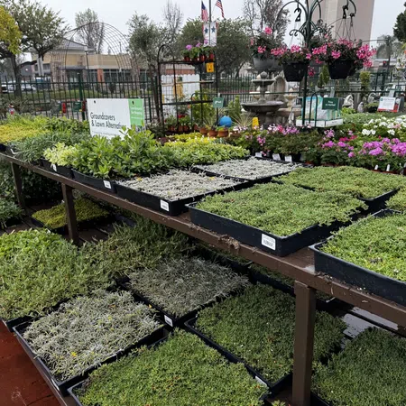Variety of green ground cover plants and flowers displayed on outdoor garden center tables on a rainy day.