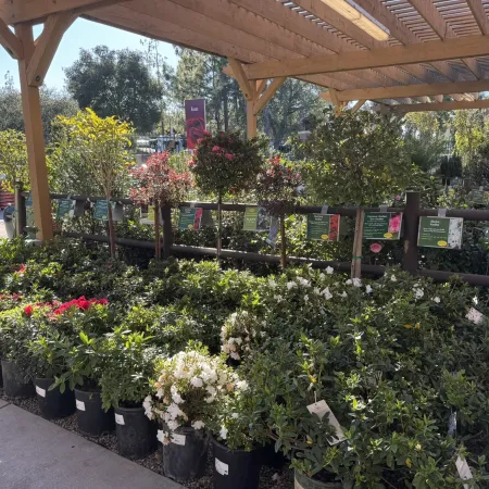Potted flowering plants and shrubs displayed under wooden pergola at a garden center on a sunny day.