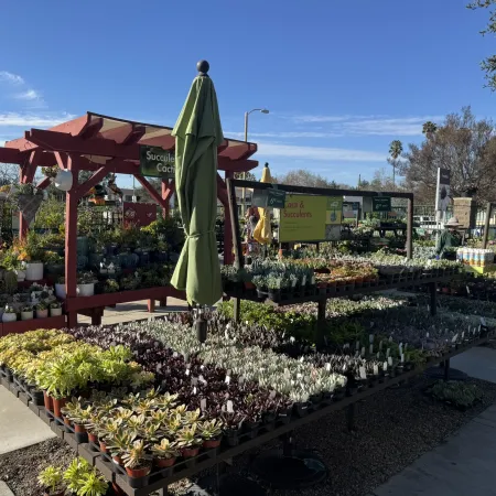 Outdoor nursery display with various succulent plants in pots under sunny blue sky and wooden pergola structures.