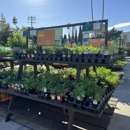Outdoor garden center display with various potted herbs and plants under sunny blue sky