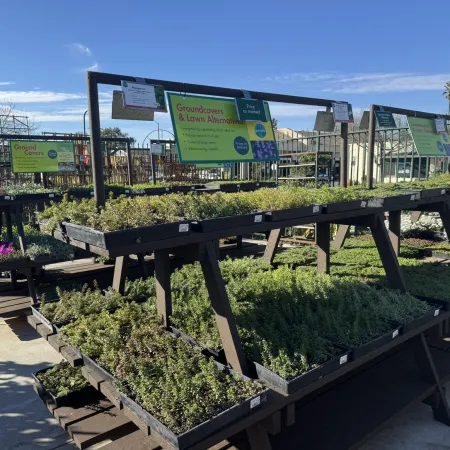 Outdoor plant nursery displays various trays of groundcovers and lawn alternatives under clear blue sky.
