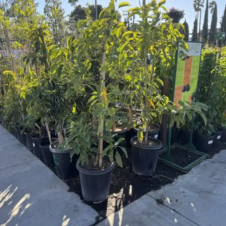 Young avocado trees in black plastic pots displayed outdoors at a nursery on a sunny day.