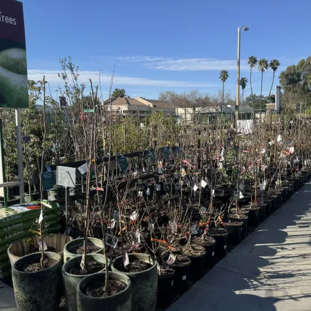Rows of small fruit trees in pots displayed outside a garden center on a sunny day under a clear blue sky.
