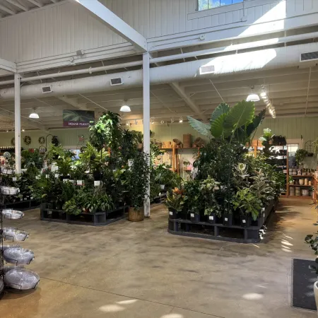 Bright plant store interior with various houseplants, gardening supplies, and greeting cards on display racks