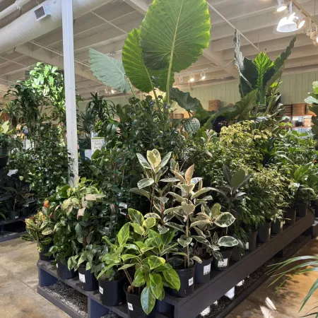 Indoor garden center display featuring various potted green houseplants under bright lighting.